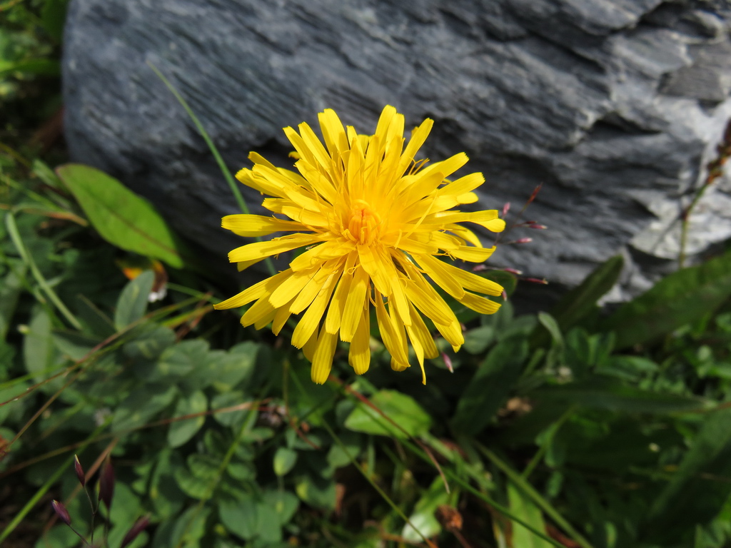 Image of Crepis chrysantha specimen.