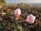 Colchicum triphyllum. Цветущее растение. Крым, Севастополь, Караньские высоты. 18.02.2017.