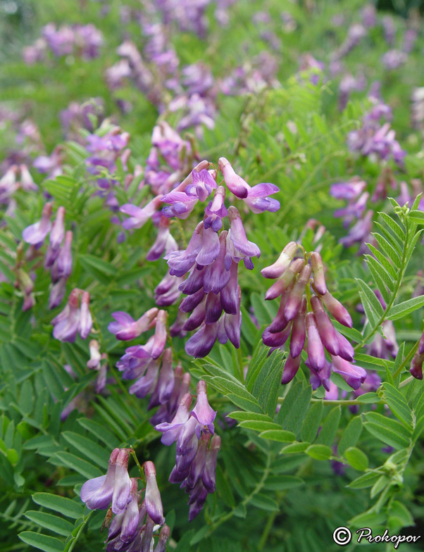Изображение особи Vicia cassubica.
