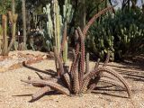 семейство Cactaceae