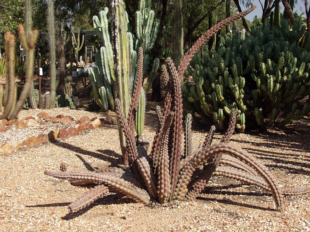 Изображение особи семейство Cactaceae.