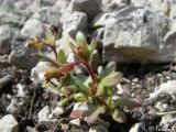 Saxifraga tridactylites