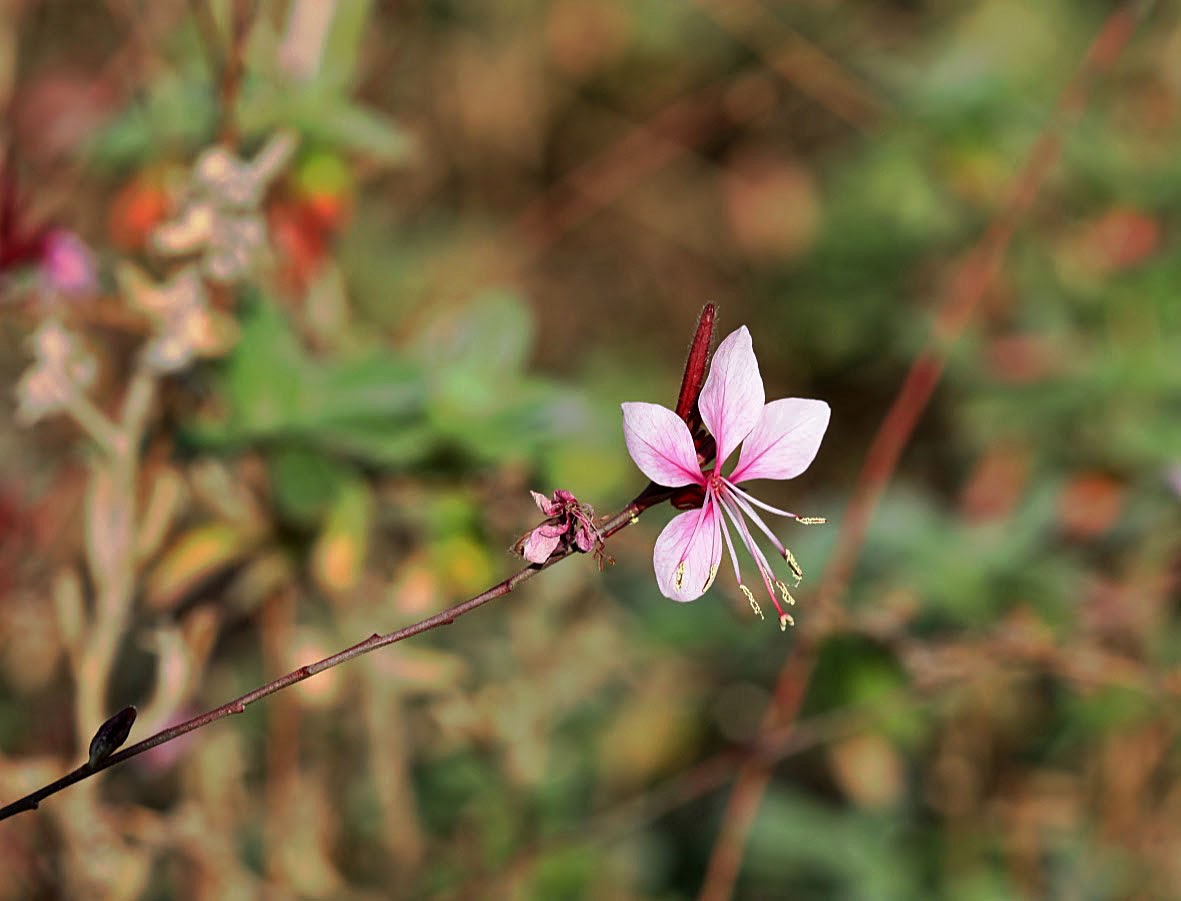 Изображение особи Gaura lindheimeri.