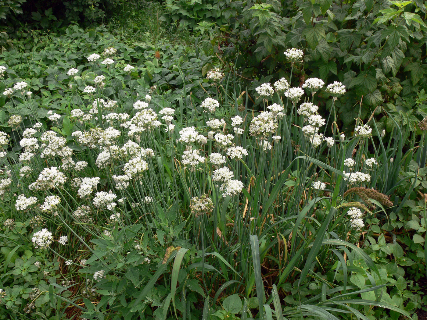 Image of Allium ramosum specimen.