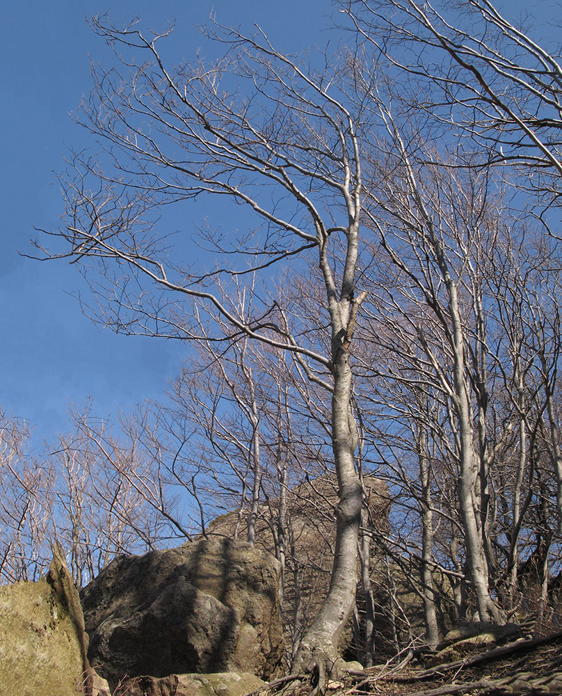 Изображение особи Fagus orientalis.