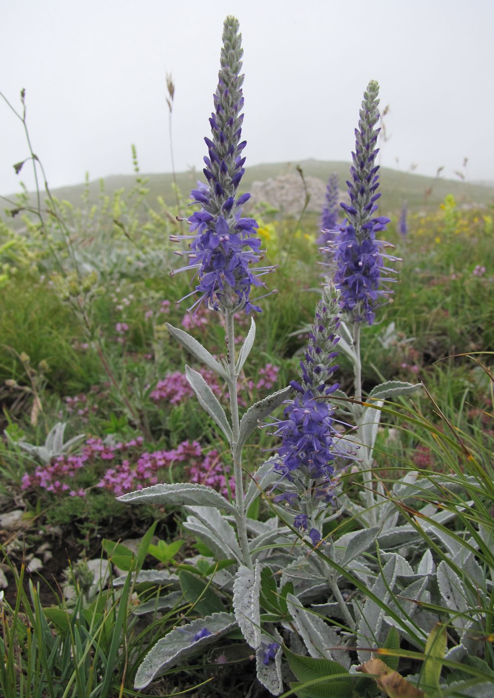 Image of Veronica hololeuca specimen.