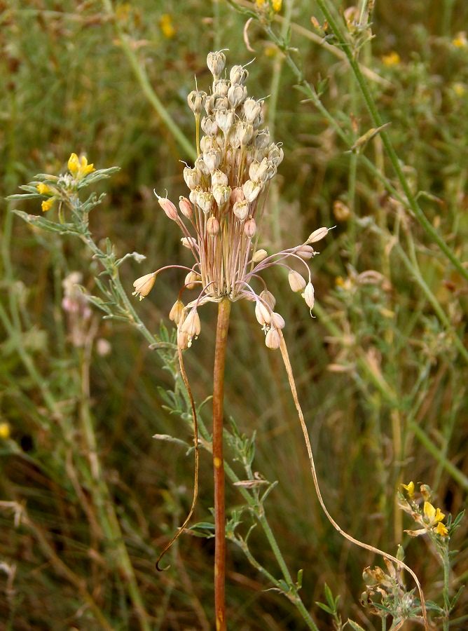 Изображение особи Allium paczoskianum.