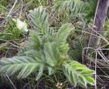 Astragalus sieversianus