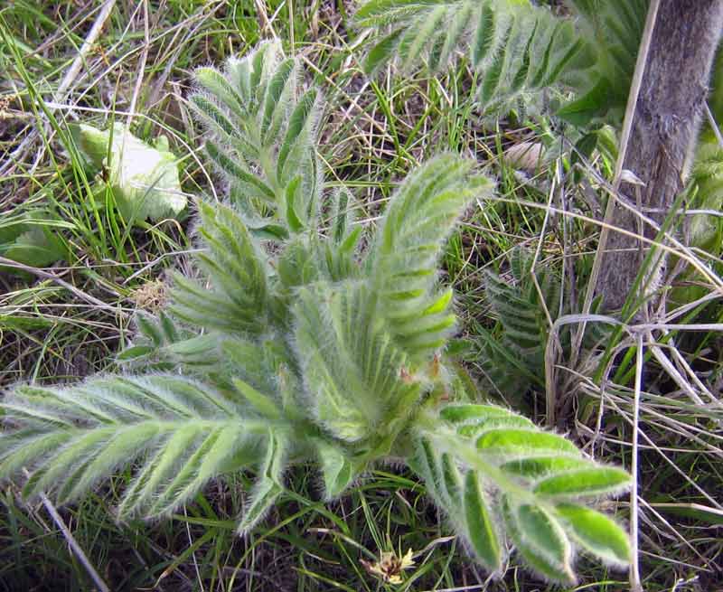 Изображение особи Astragalus sieversianus.