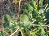 Zygophyllum fabago