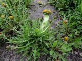 Taraxacum officinale. Цветущее растение с фасциированным побегом. Московская обл., г. Электрогорск, обочина шоссе. 21.05.2017.