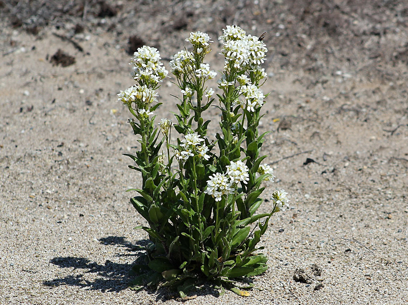 Изображение особи Arabis stelleri.