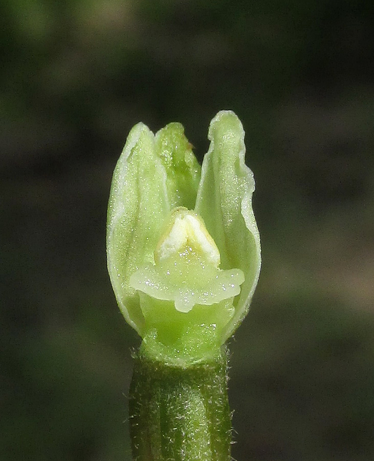 Image of Epipactis krymmontana specimen.