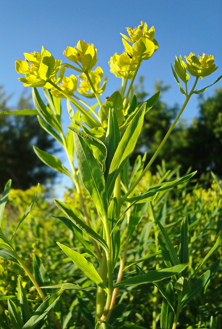 Изображение особи Euphorbia palustris.