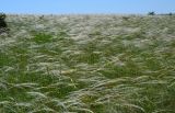 genus Stipa