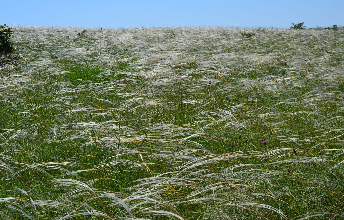 Изображение особи род Stipa.