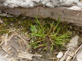 Poa annua. Цветущее растение в сообществе с мхами, молодыми Epilobium (слева впереди) и Plantago major (слева позади). Ленинградская обл., Гатчинский р-н, окр. пос. Пудость, на бетонной дамбе через р. Ижора. 27.05.2017.