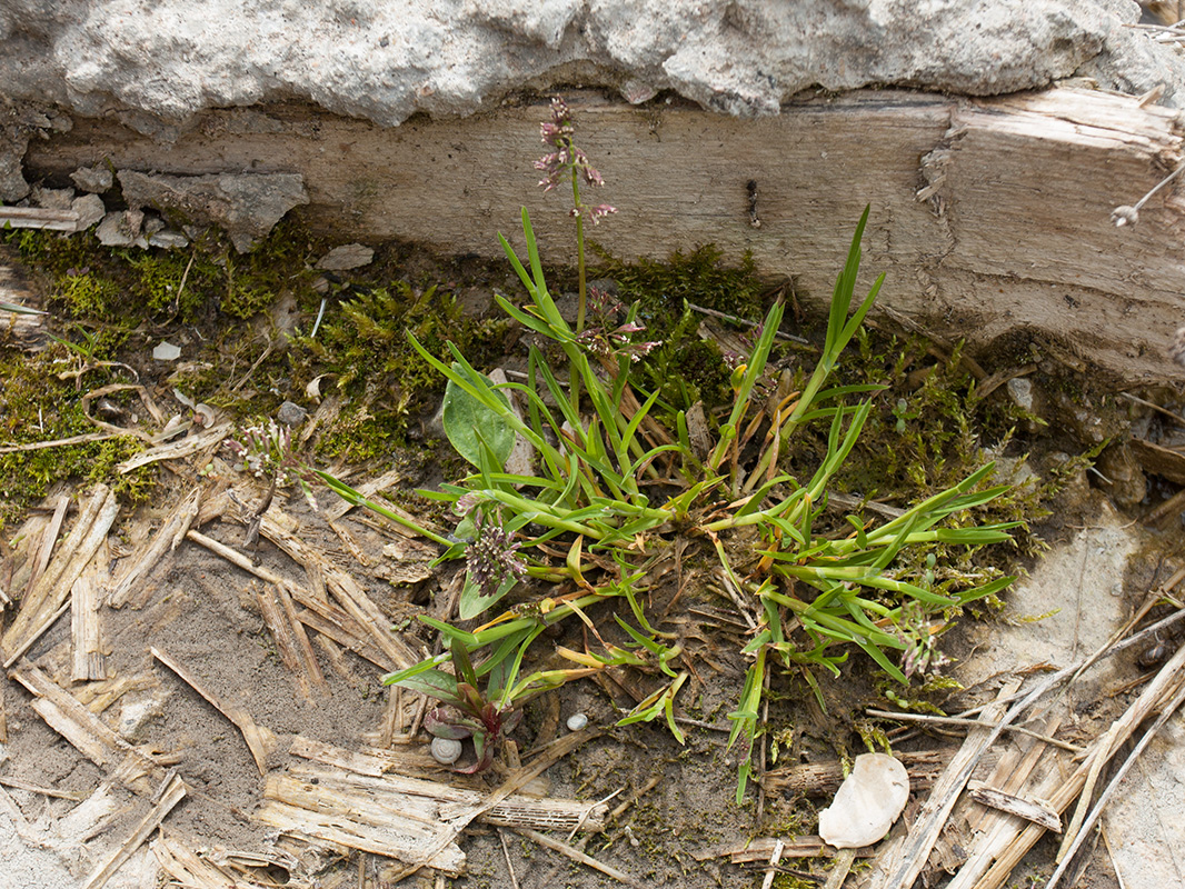 Image of Poa annua specimen.