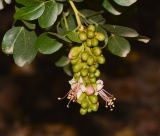 Schotia latifolia