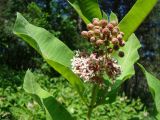 Asclepias syriaca