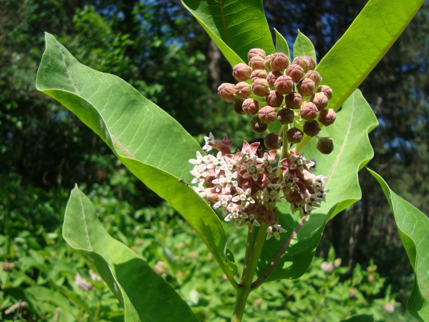 Изображение особи Asclepias syriaca.