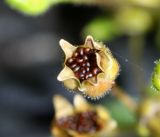 Image of taxon representative. Author is Вера Волкотруб