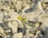 Linaria cretacea