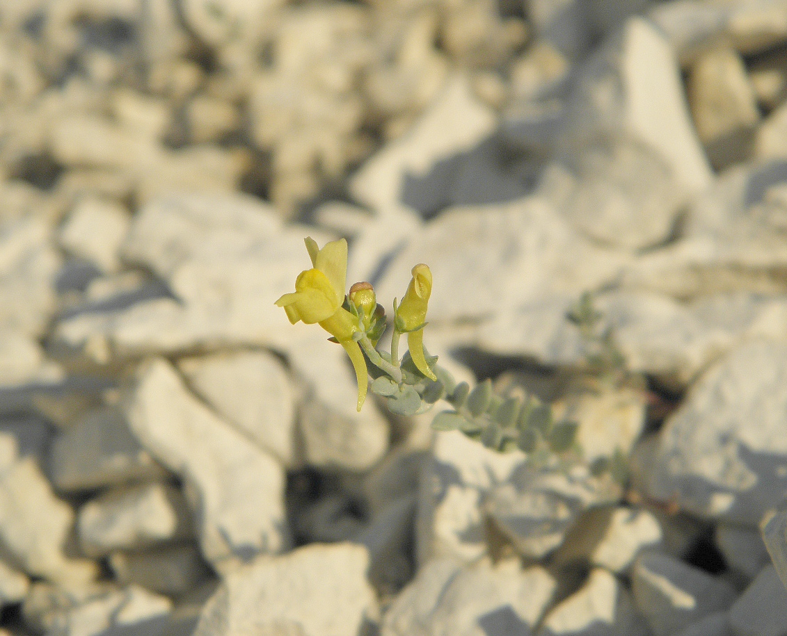 Image of Linaria cretacea specimen.