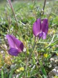 Vicia peregrina