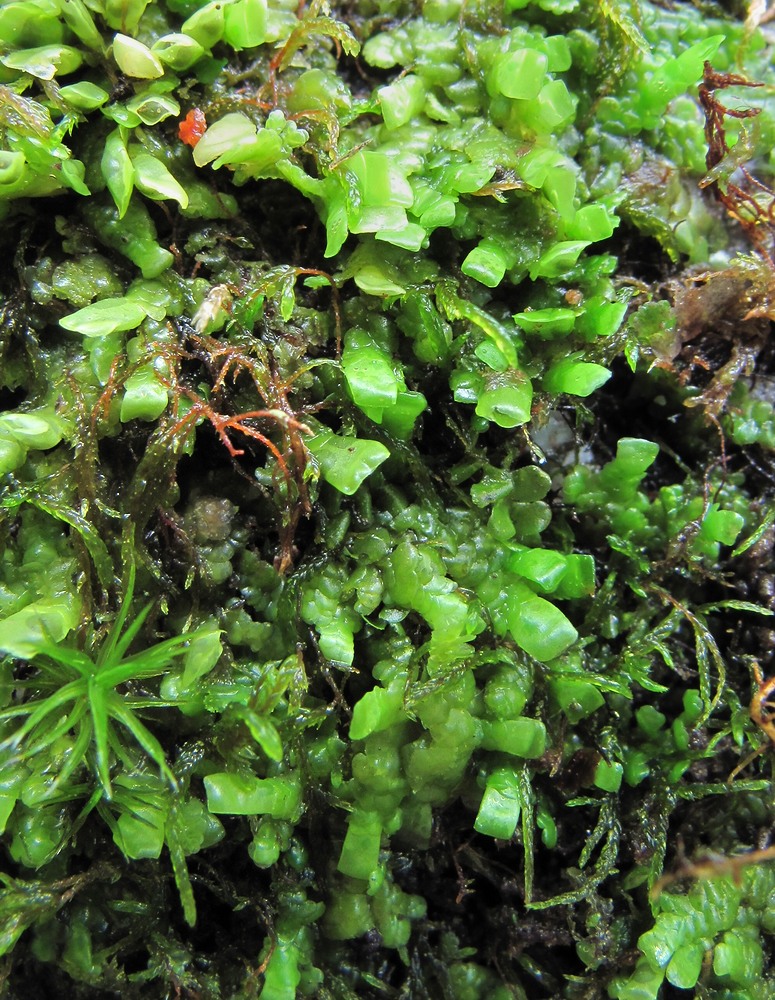Image of Radula complanata specimen.