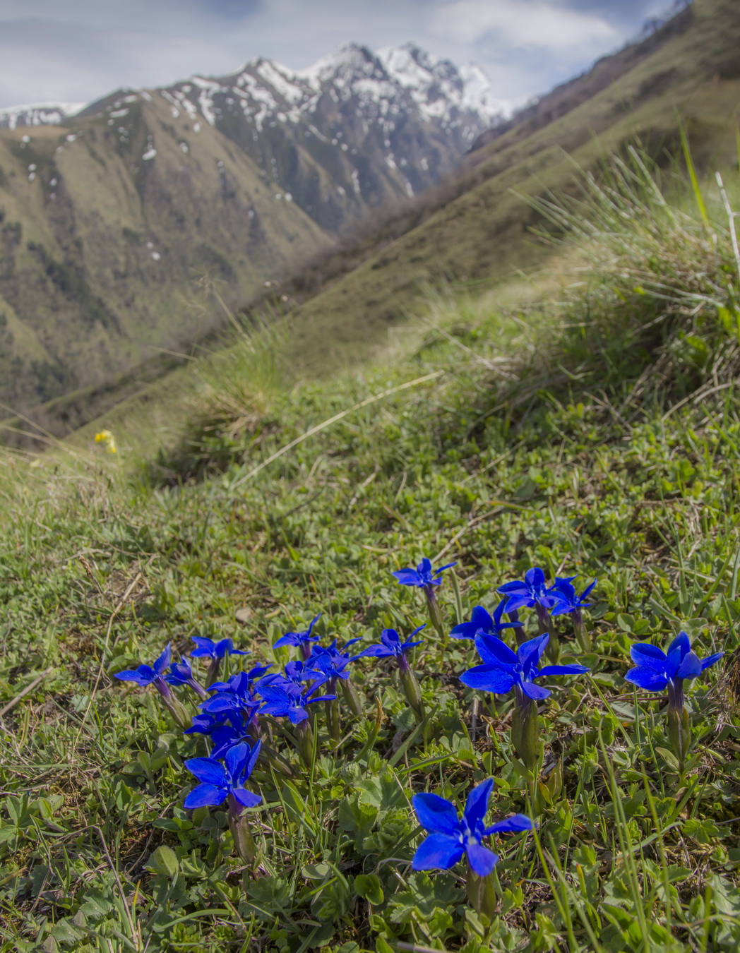 Изображение особи Gentiana angulosa.