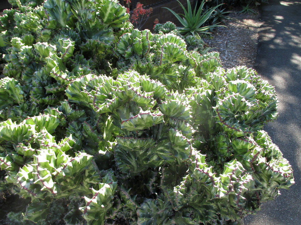 Изображение особи Euphorbia lactea.