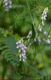 Vicia sylvatica