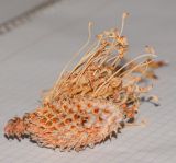 род Leucospermum