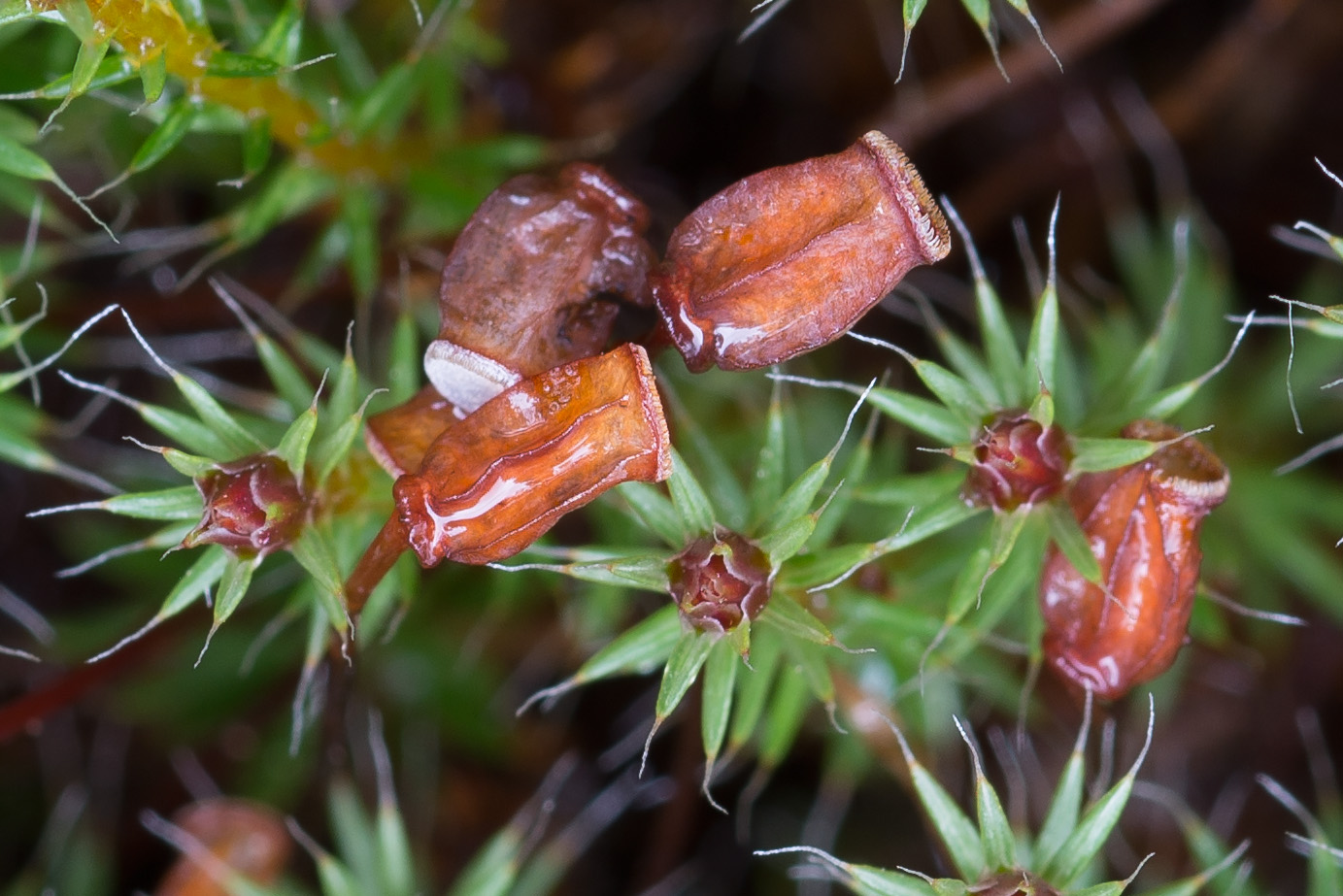 Image of Polytrichum piliferum specimen.