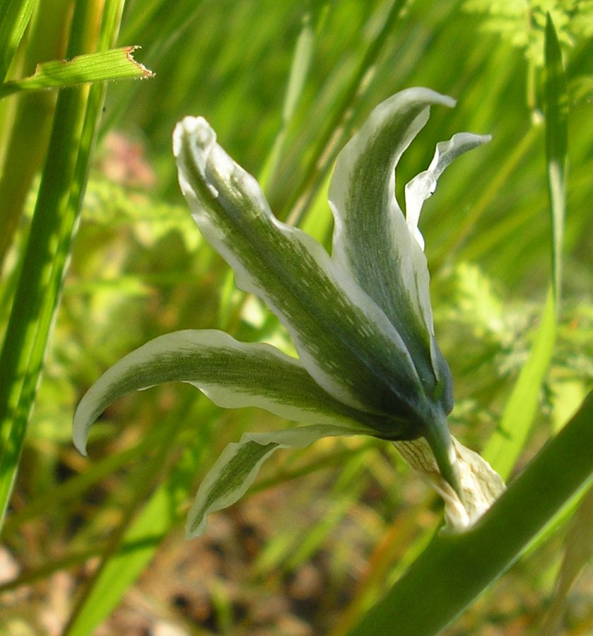 Image of Ornithogalum boucheanum specimen.