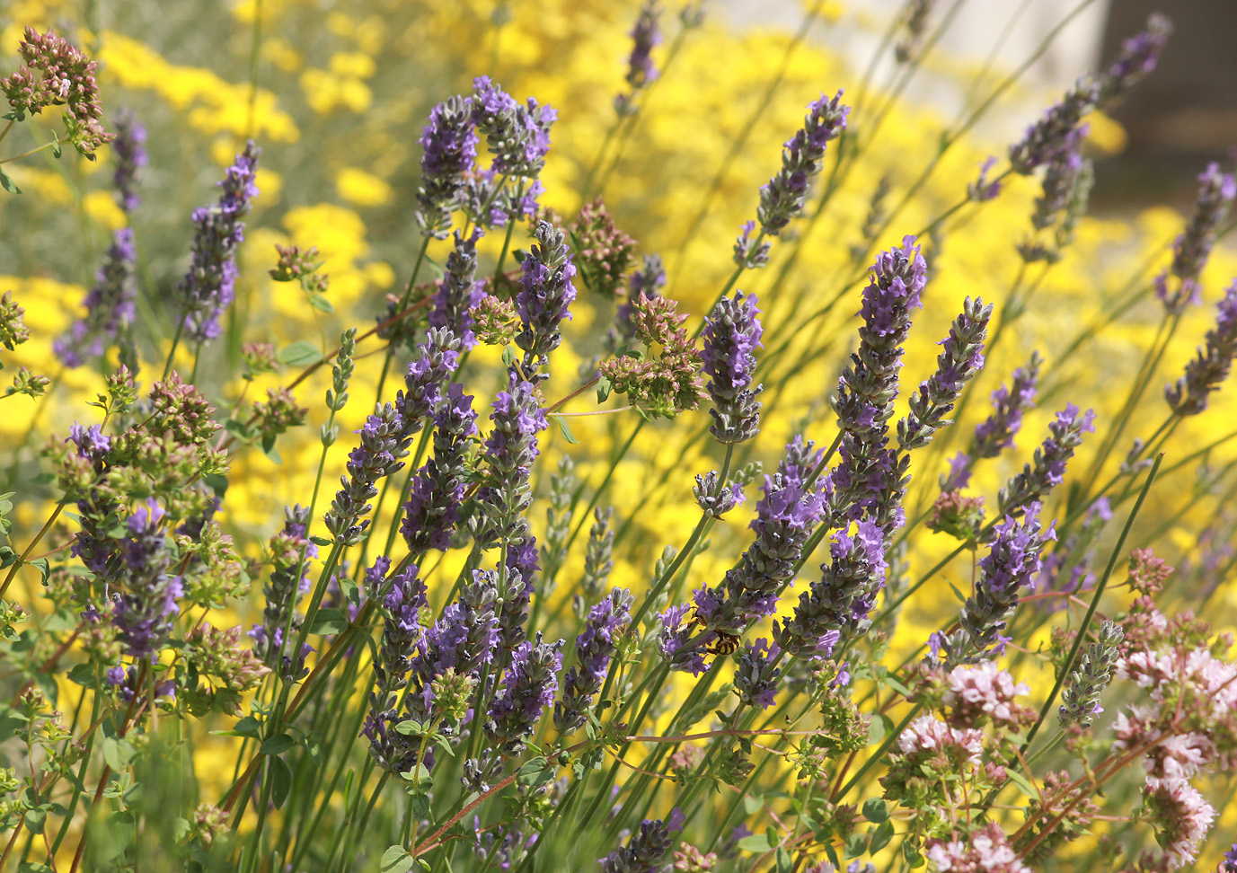 Изображение особи Lavandula angustifolia.