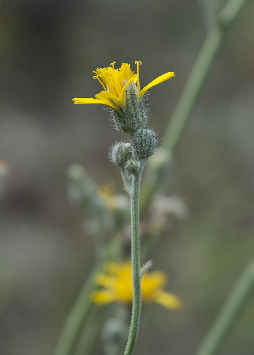 Изображение особи Pilosella echioides.