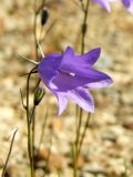 Image of taxon representative. Author is Марина Ворошилова