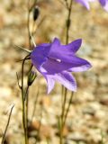 Campanula rotundifolia. Цветок. Магаданская обл., Ольский р-н, Ольское шоссе, щебнистый склон близ дороги. 13.07.2015.