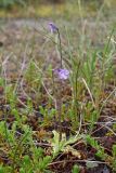 Pinguicula vulgaris