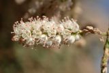 Tamarix smyrnensis