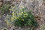 Youngia tenuifolia. Цветущее и плодоносящее растение. Иркутская обл., Иркутский р-н, пос. Листвянка, скалистый берег. 27.07.2017.