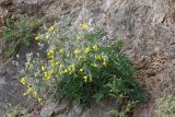 Youngia tenuifolia