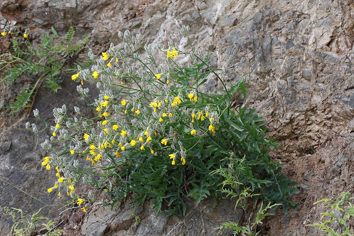 Image of Youngia tenuifolia specimen.