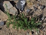 genus Artemisia