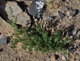 genus Artemisia. Расцветающее растение. Монголия, аймак Баян-Улгий, берег оз. Дунд-Нуур, ≈ 2100 м н.у.м., каменистый сухой склон. 12.06.2017.