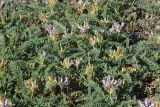 Astragalus tibetanus