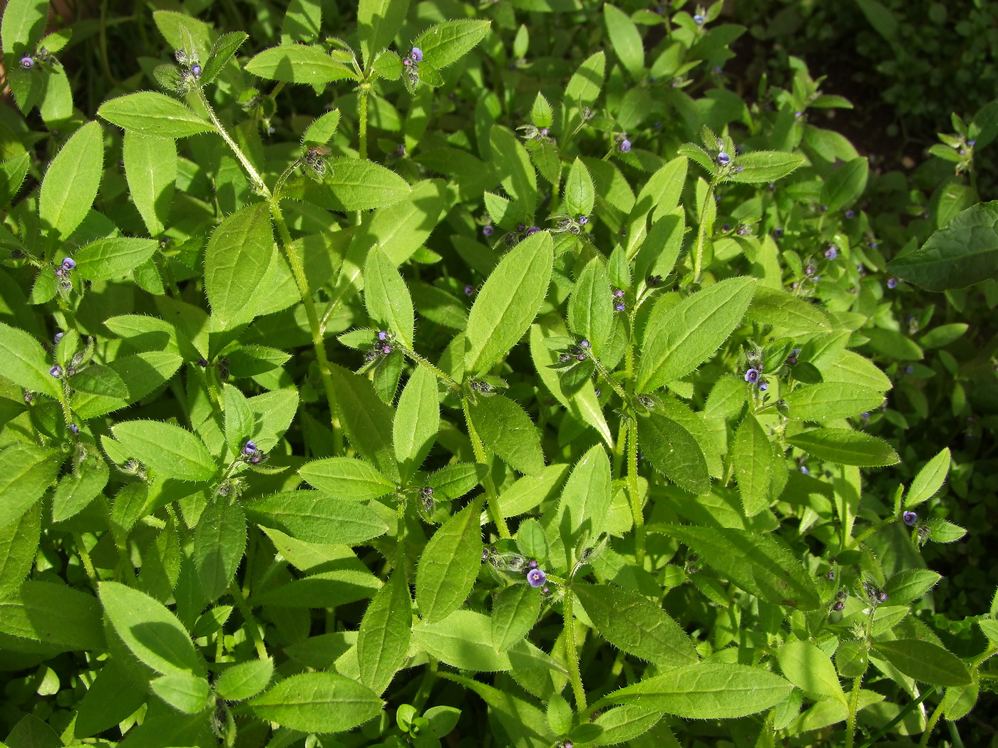 Image of Asperugo procumbens specimen.