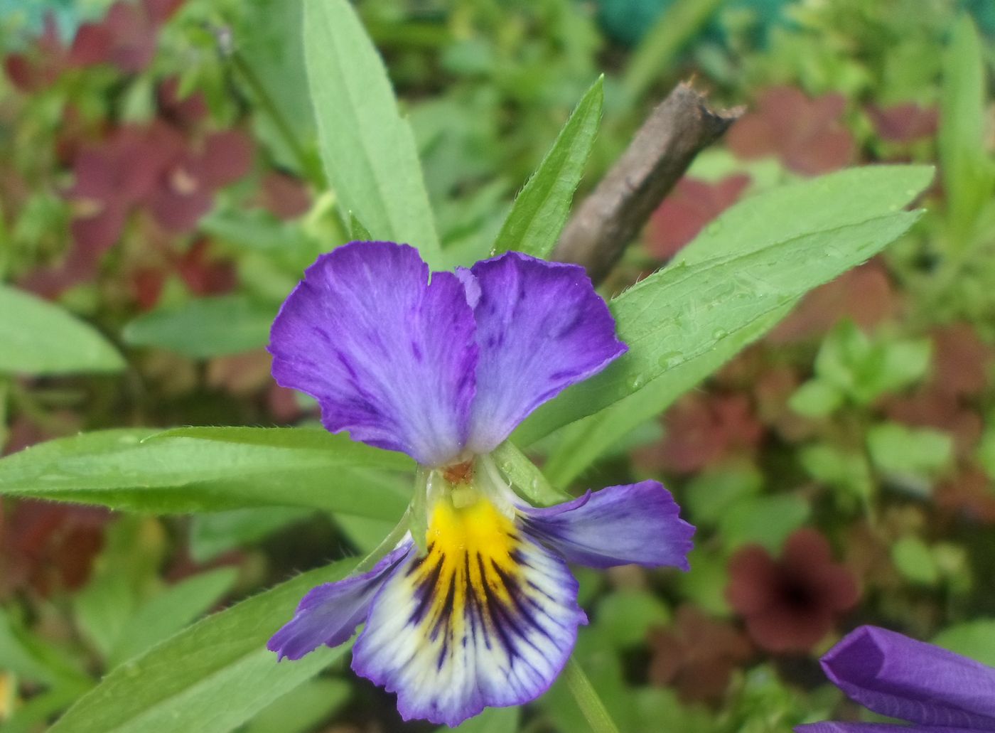 Image of Viola wittrockiana specimen.